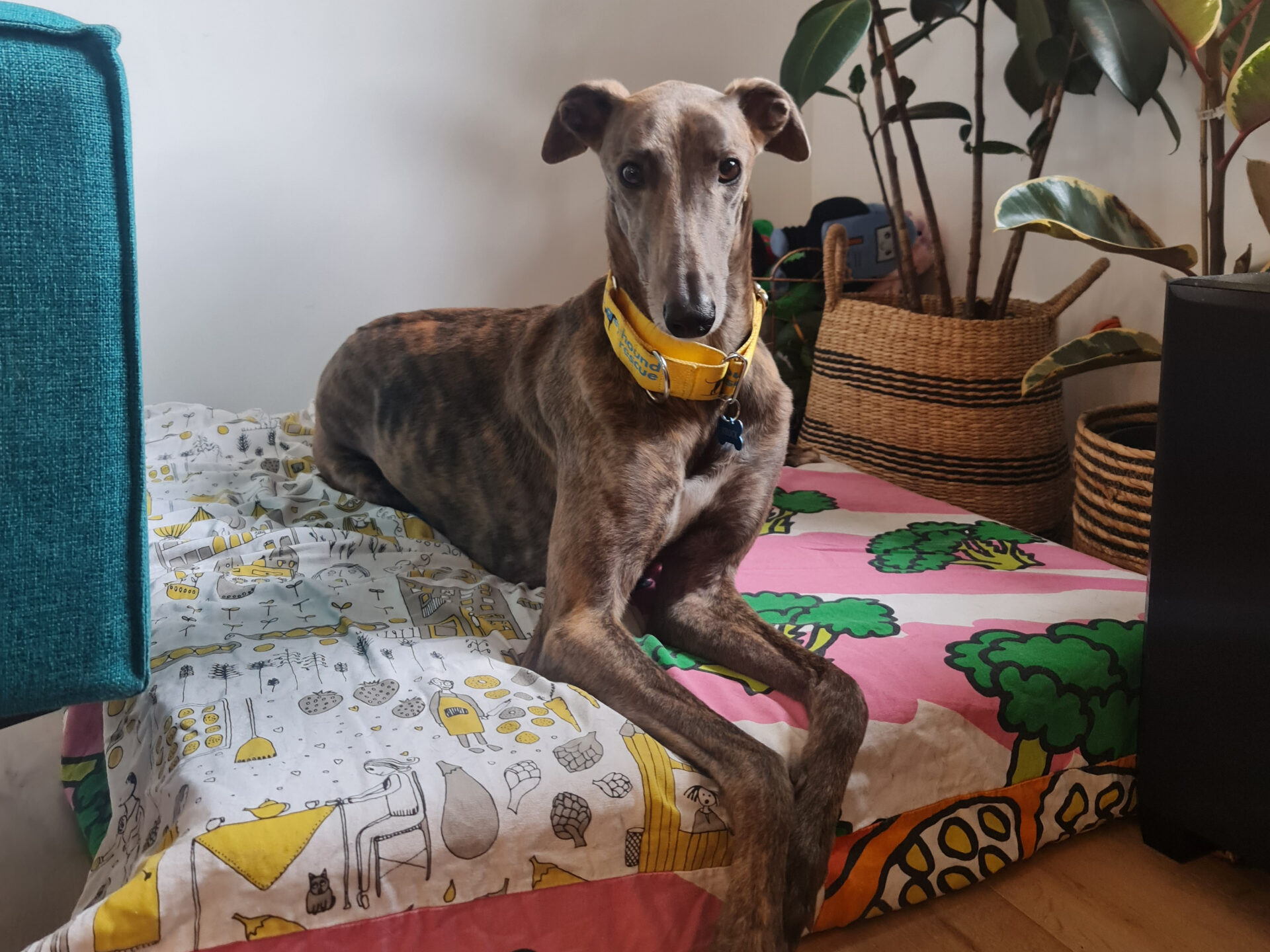 Brock the greyhound sits on bed