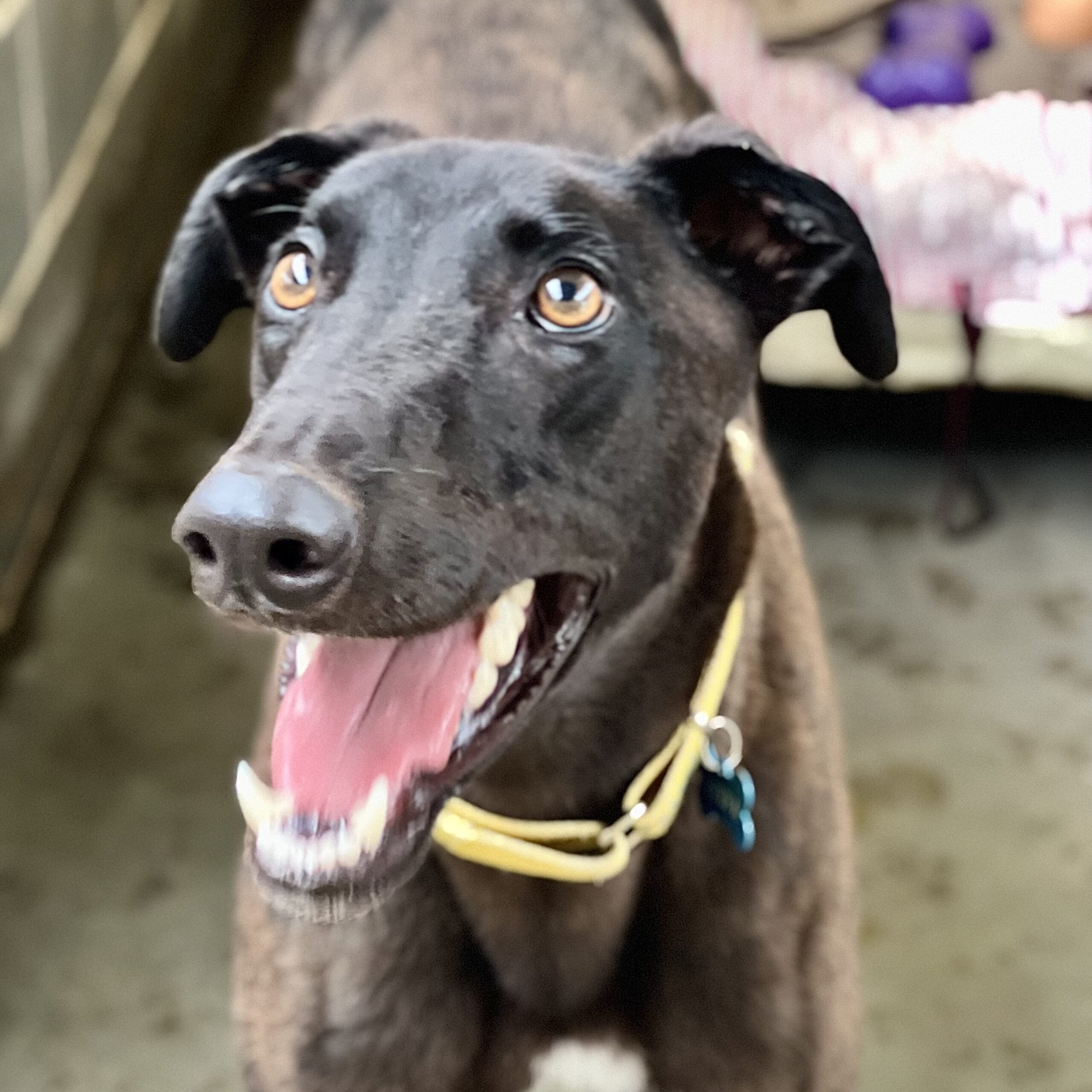 Greyhound Adoption Sydney • Greyhound Rescue