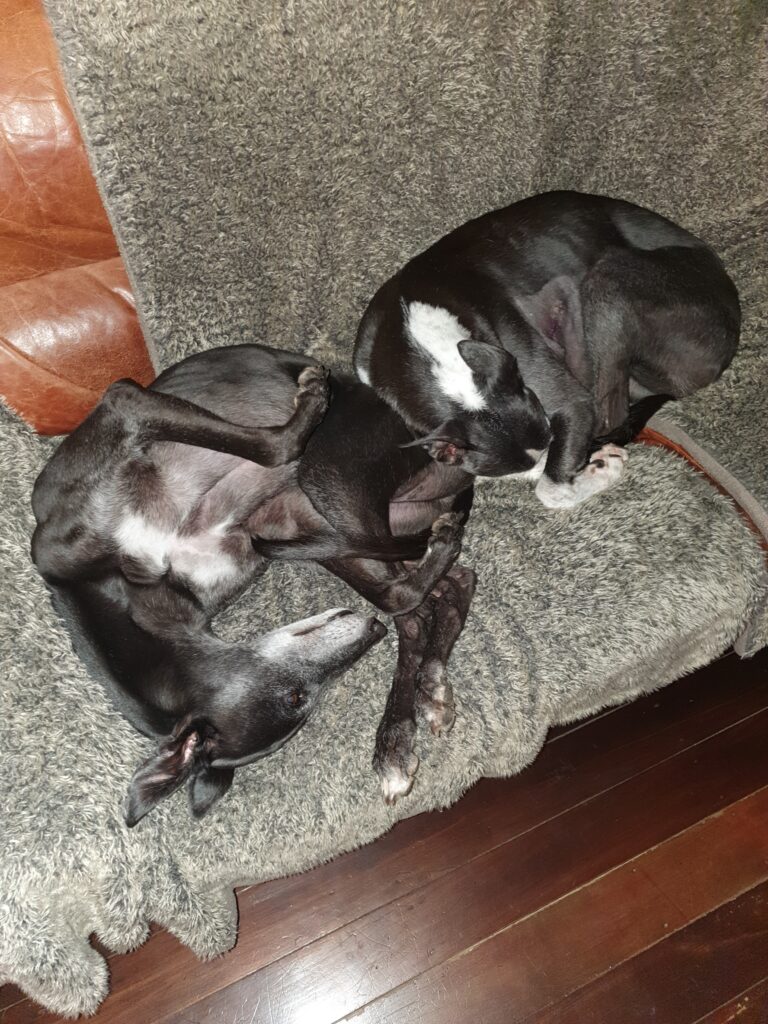 Two black hounds snuggle on lounge