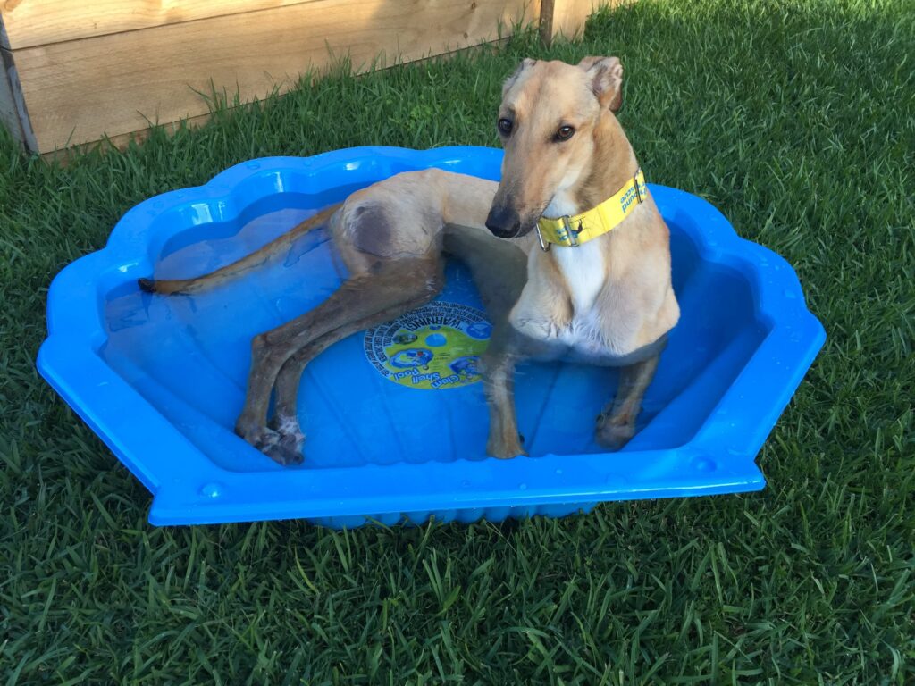 Hound in clam shell pool