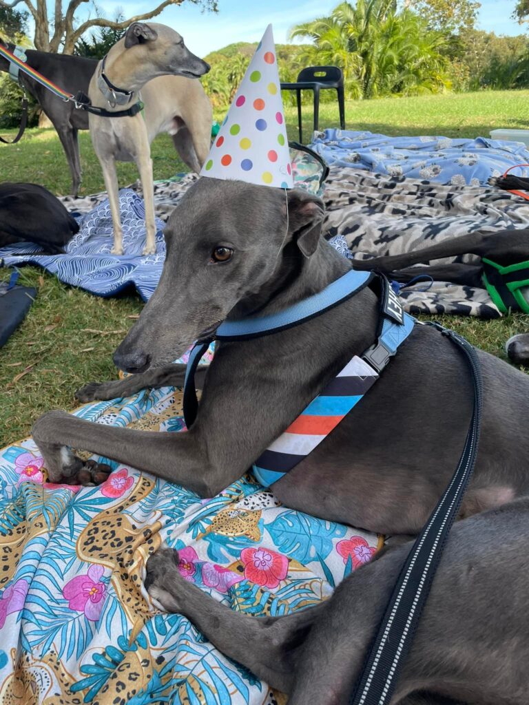 Greyhound wears a party hat