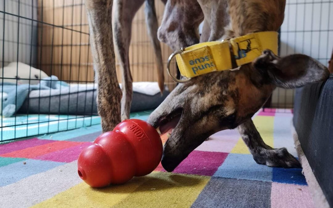 Why is enrichment so important for your greyhound?