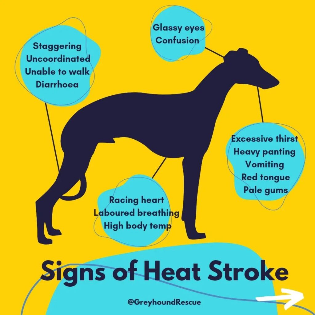 Keeping Your Hound Cool in Summer Heat • Greyhound Rescue