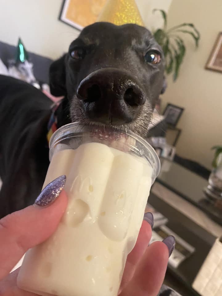 Greyhound has a sundae