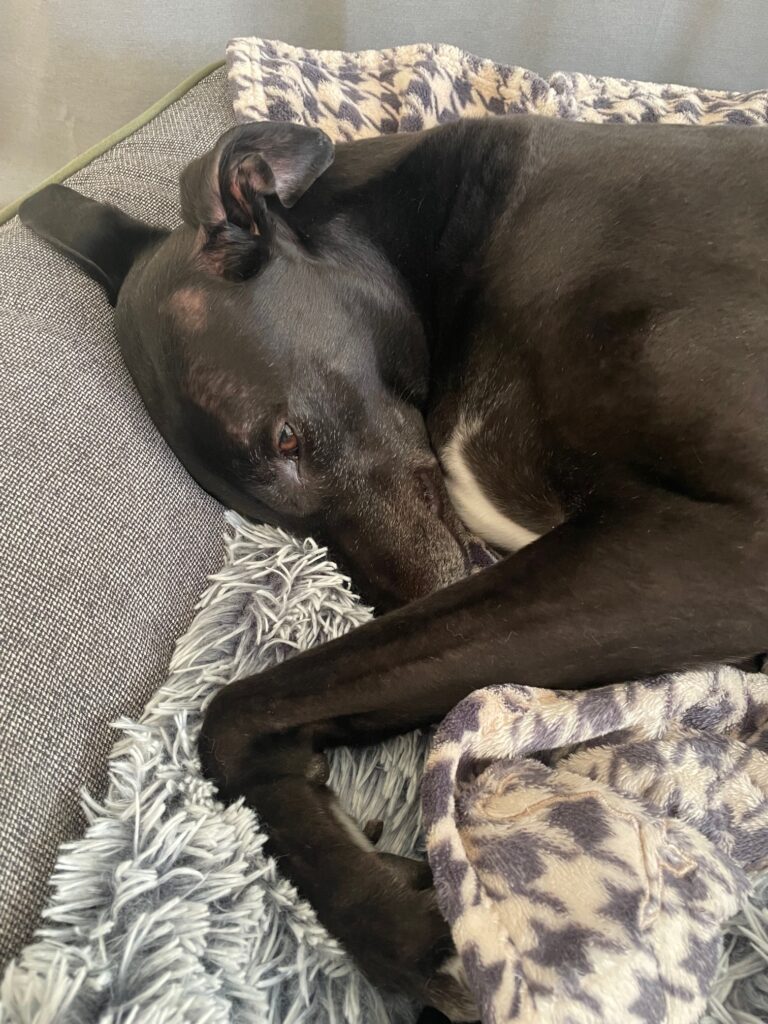 Black greyhound sleeps