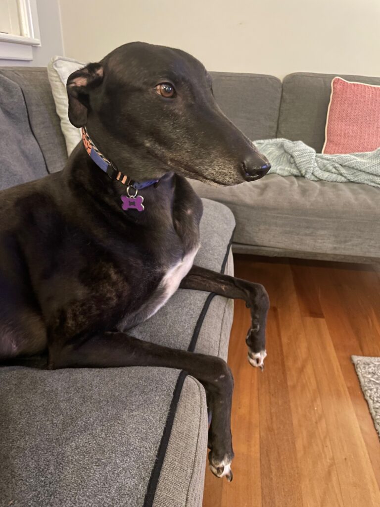 Black greyhound sits on lounge