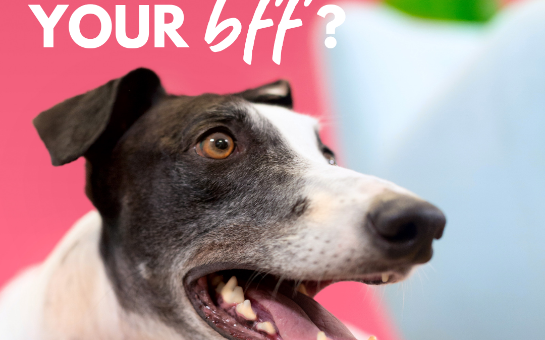 April is Adopt a Greyhound Month