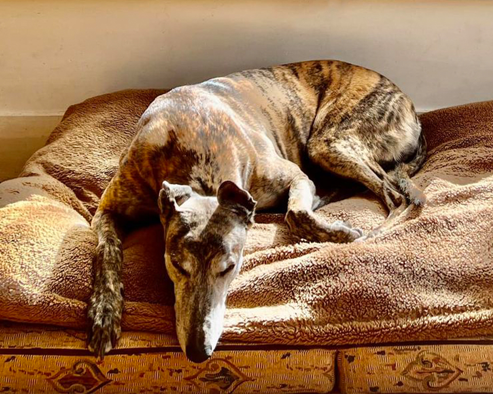 Greyhound sleeps on bed