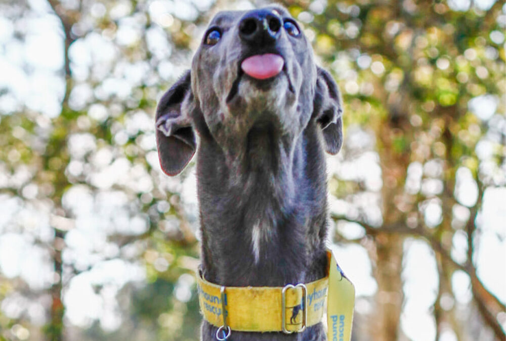 Greyhound Glossary: Part One