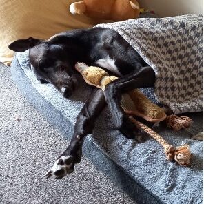 Greyhound on bed with toys
