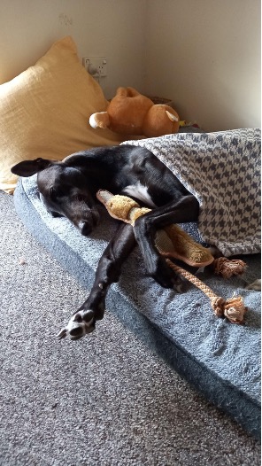 What type of dog bed should I get for my greyhound?