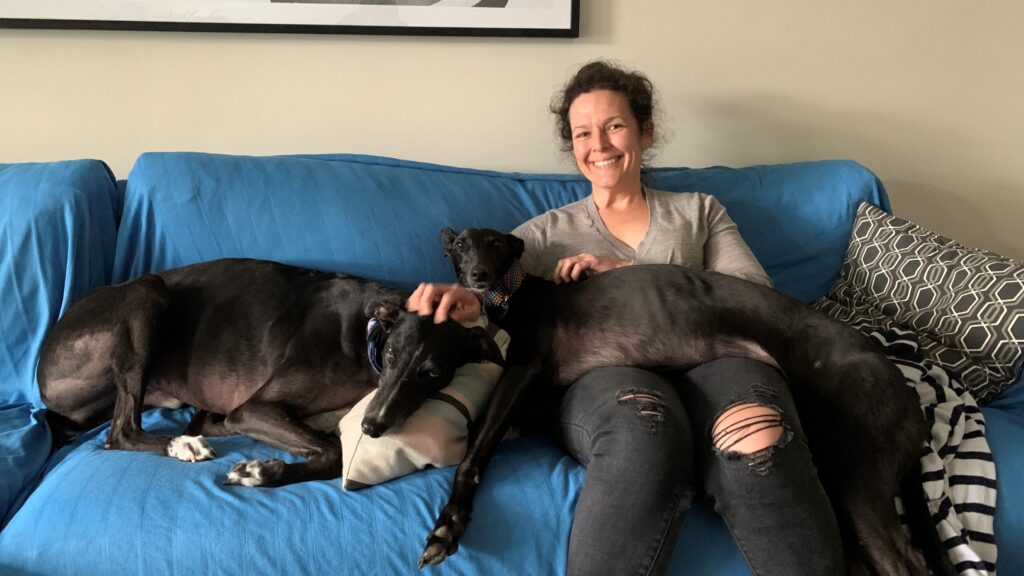 Person on lounge with two greyhounds