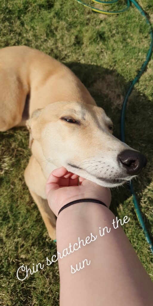 Greyhound loves chin scratches