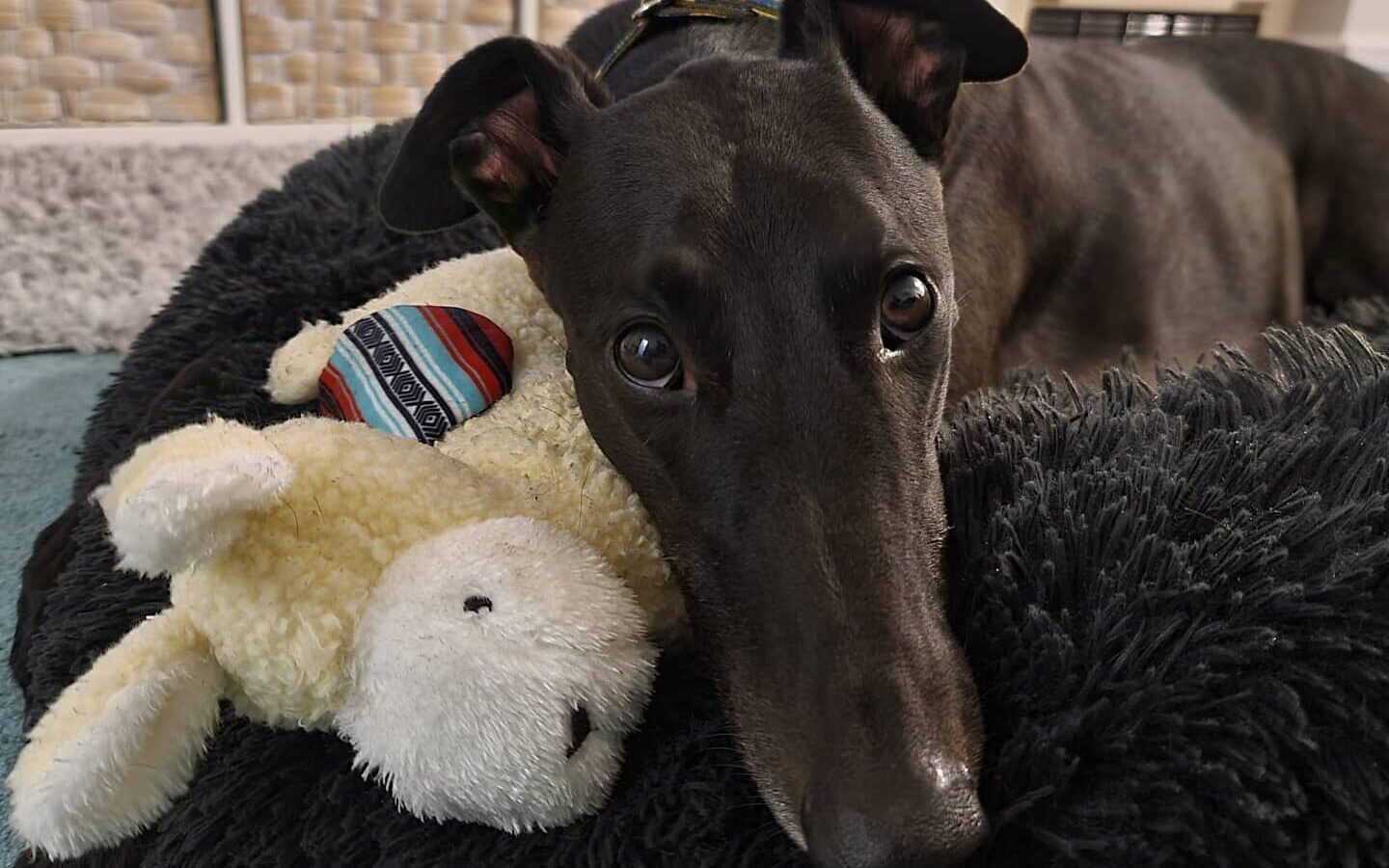 Greyhound on bed with toy