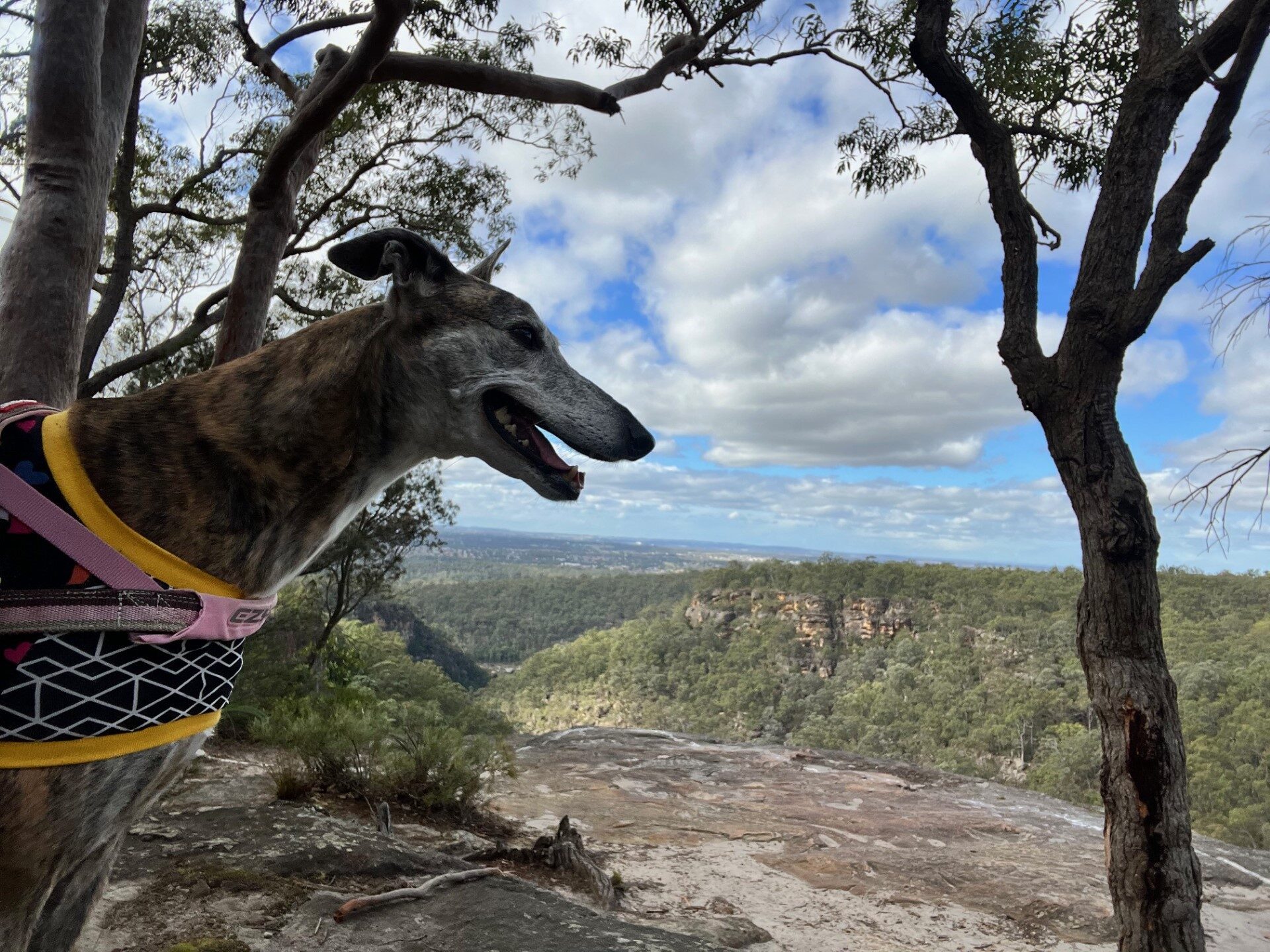 are greyhounds good hiking dogs