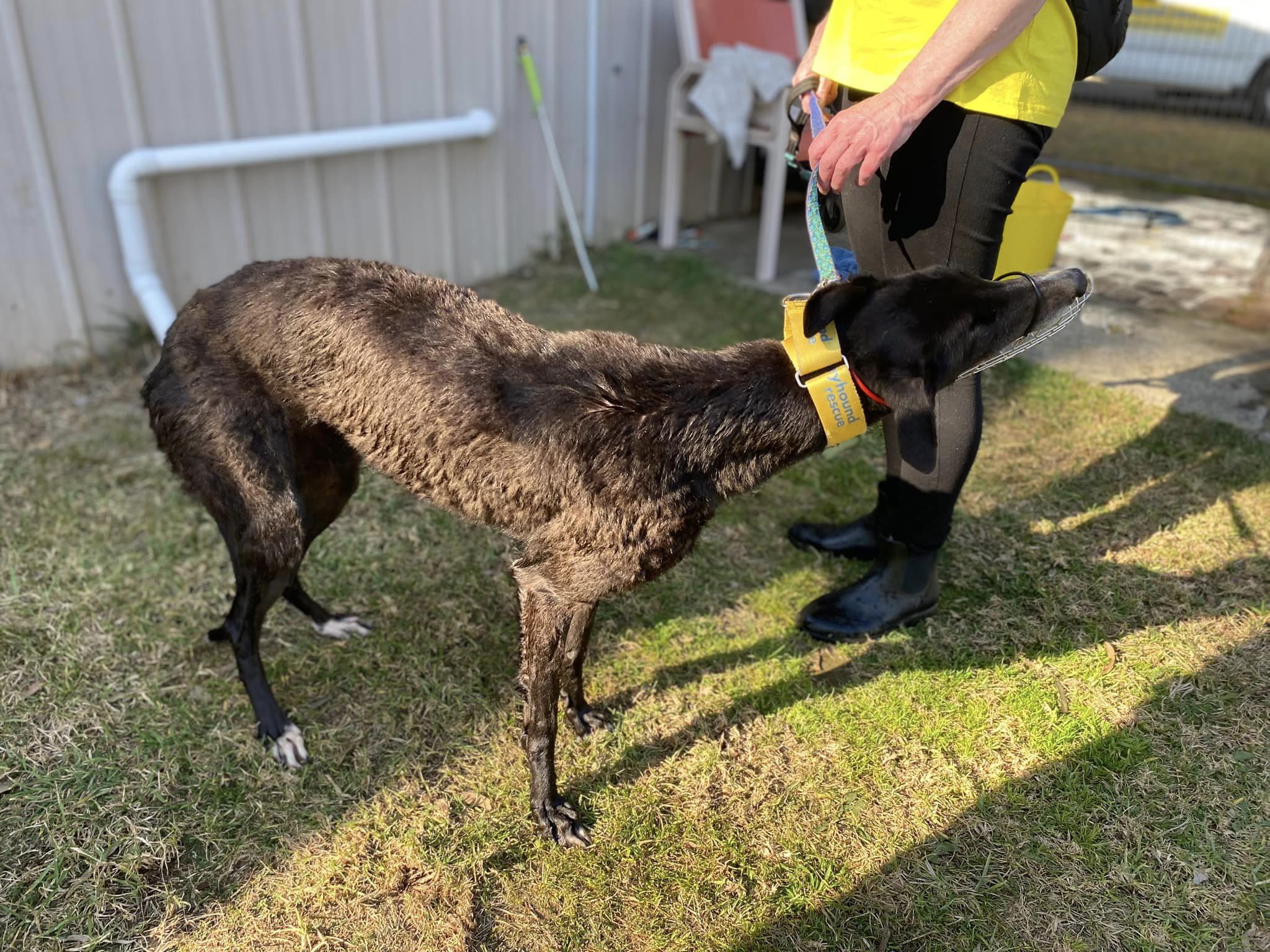 Greyhound deals dog brush