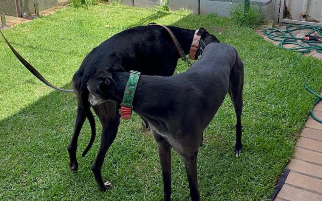 How to Introduce Your Greyhound to Others