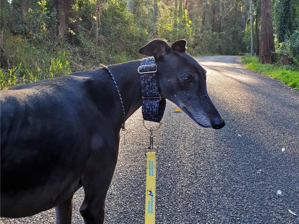 Sterling the greyhound on walk in bush