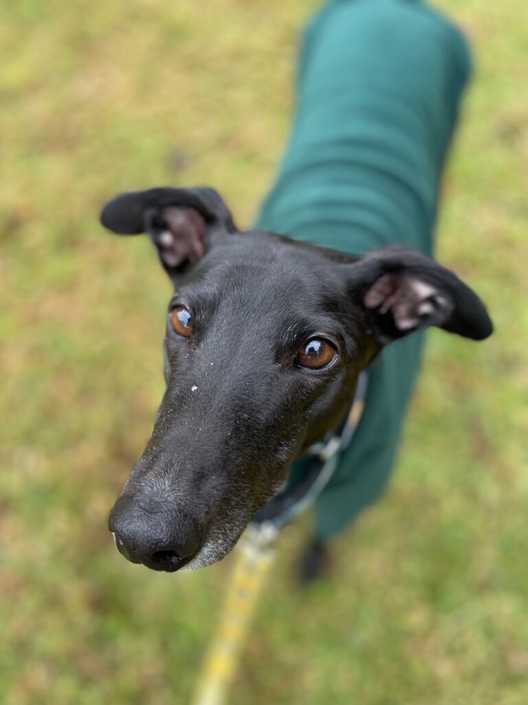 Bean the greyhound