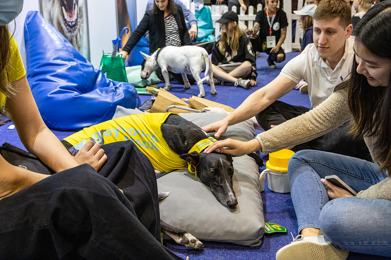 It’s Time For The 2024 Sydney Dog Lovers Festival!