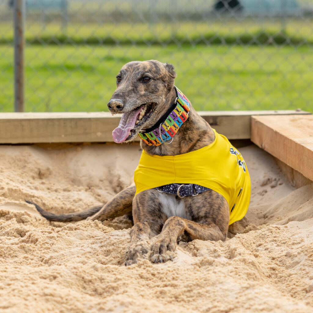 Greyhound Rescue Open Day • Greyhound Rescue