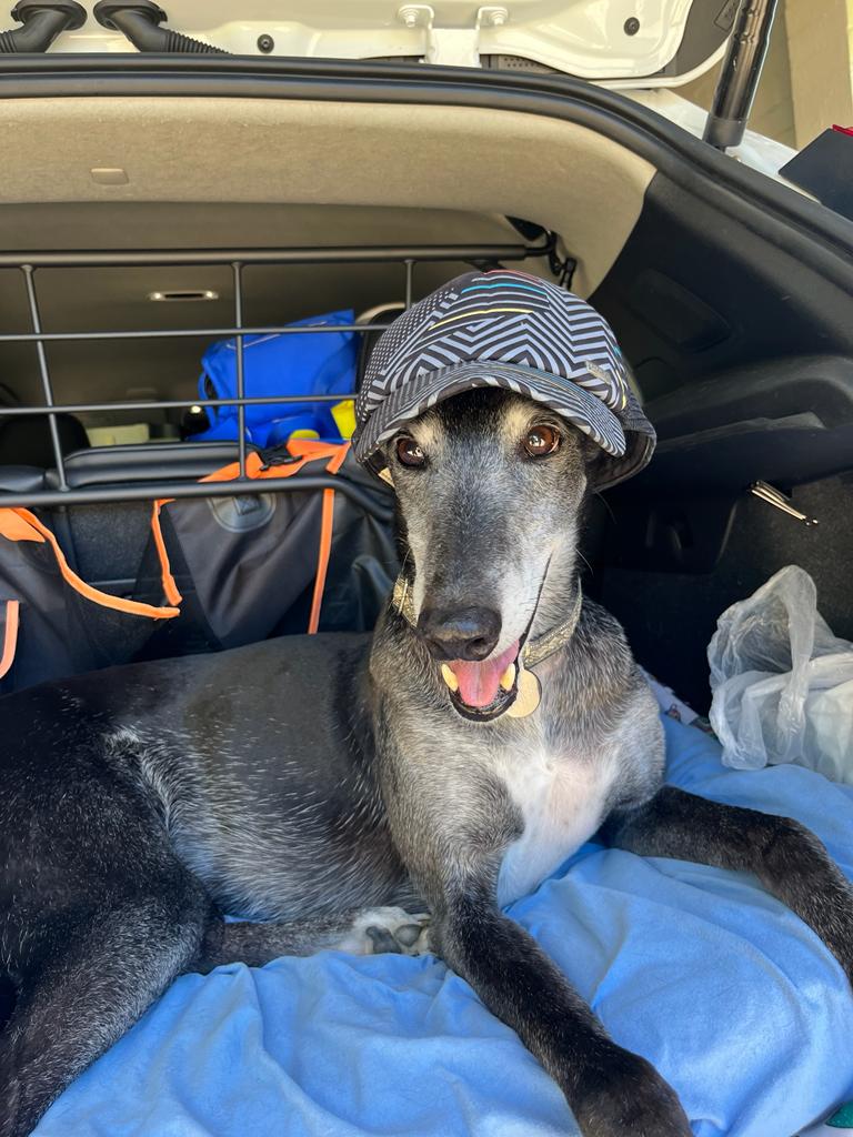 Ranger the greyhound