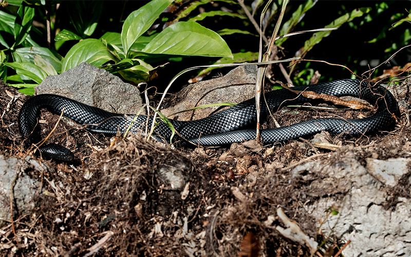 What To Do If Your Greyhound Is Bitten By A Snake