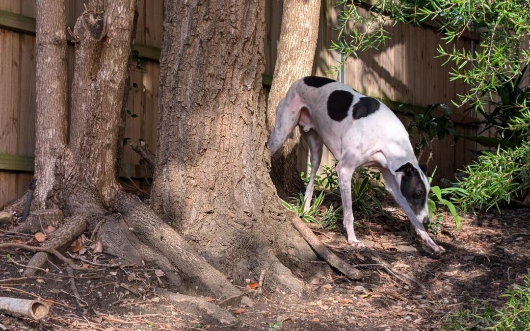 Squizzy’s New Life Where Sniffs Abound