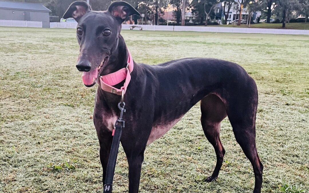 Lilly’s Next Chapter