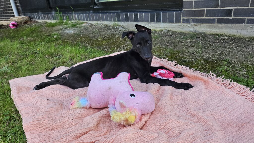 Squid puppy