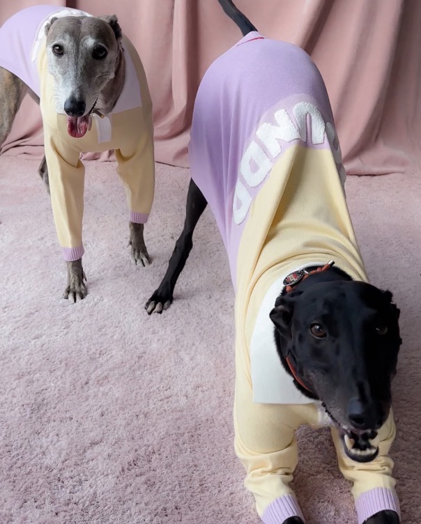 Houndd Co - Polo Jersey - Image 4