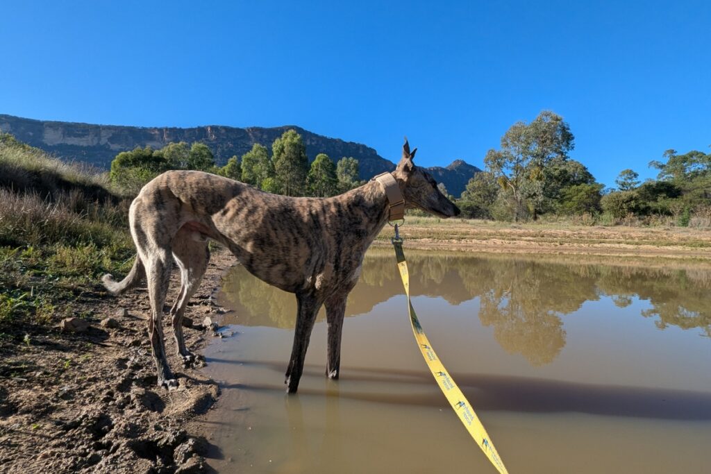 Camping with your greyhound