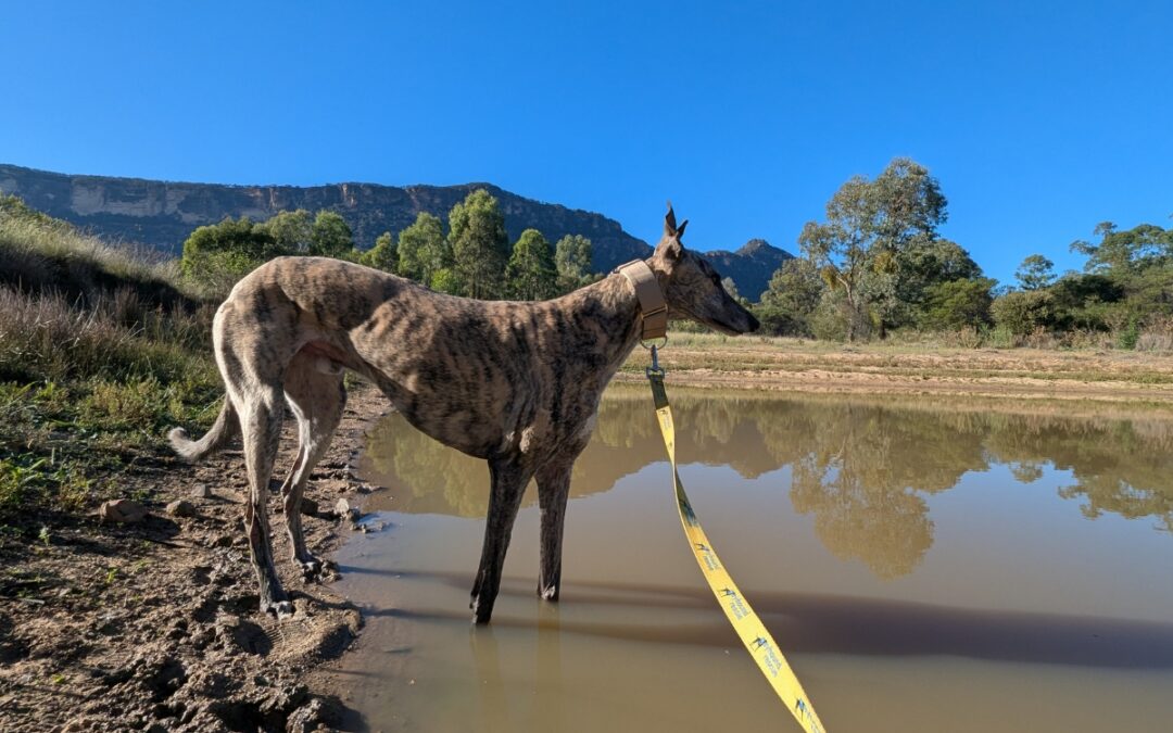 Camping With Greyhounds