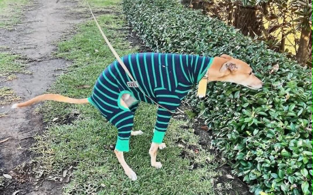 My Greyhound Has Diarrhoea! What Do I Do?