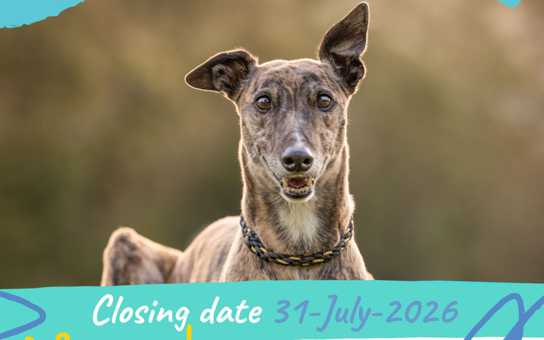 Submit Your Pics! Greyhound Rescue Australia 2027 Calendar