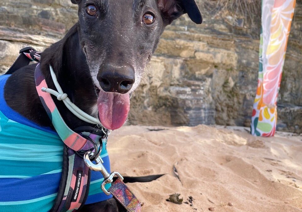 From Foster to Forever: Opal’s Story