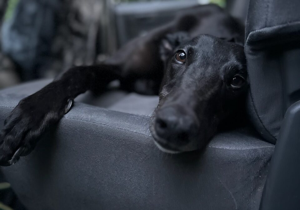 Rhys Finds His True North (And a Couch)