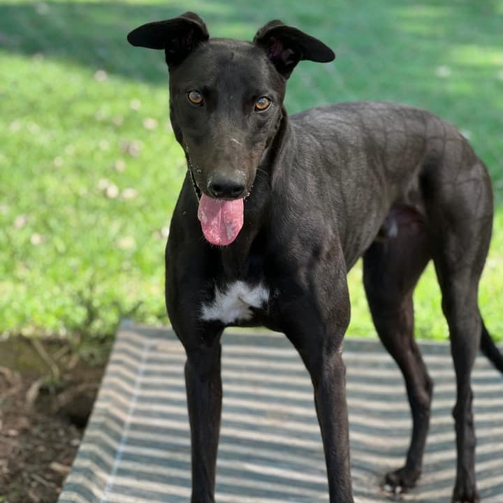 Greyhound Adoption Sydney • Greyhound Rescue