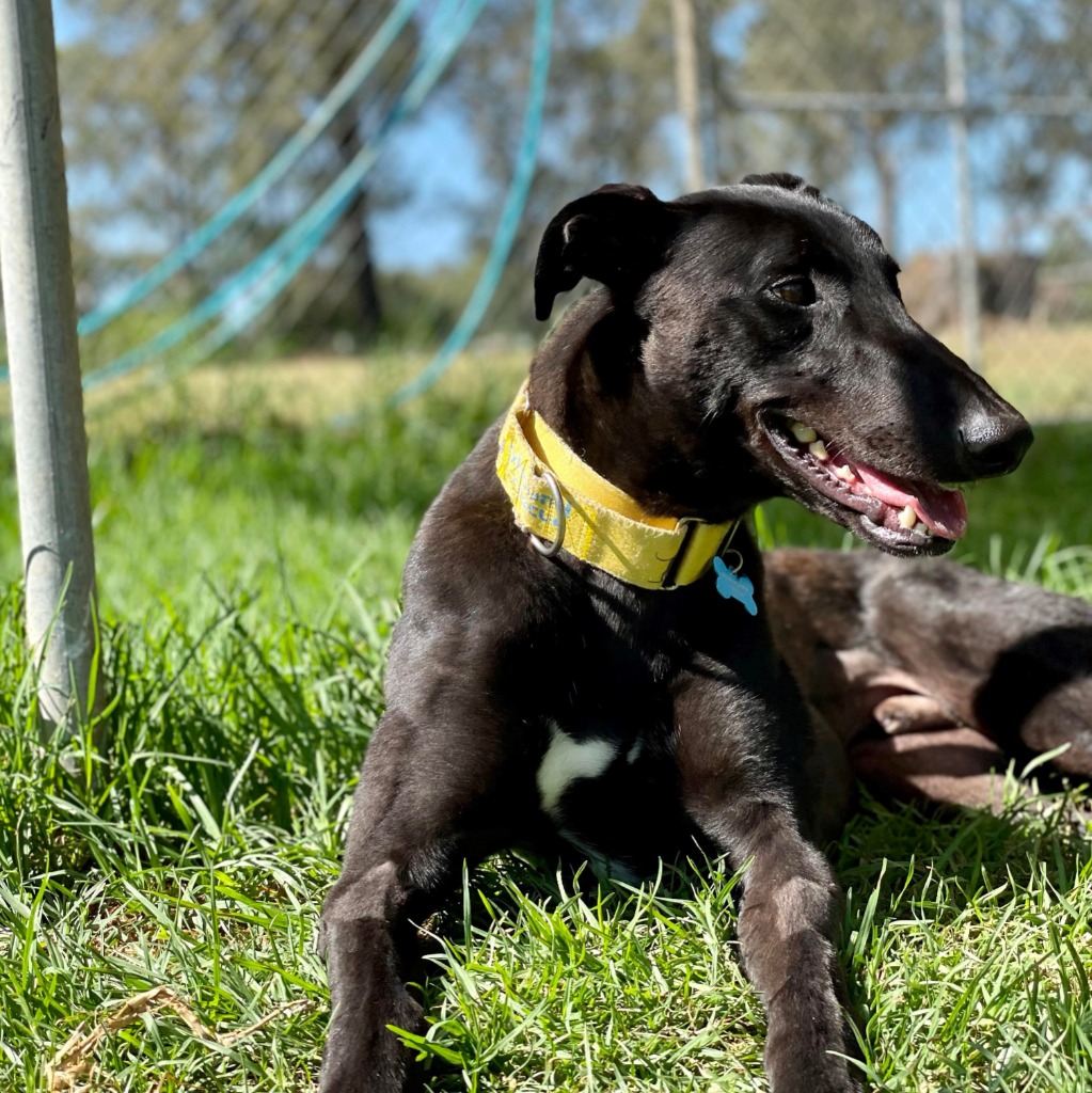 Tugboat • Greyhound Rescue