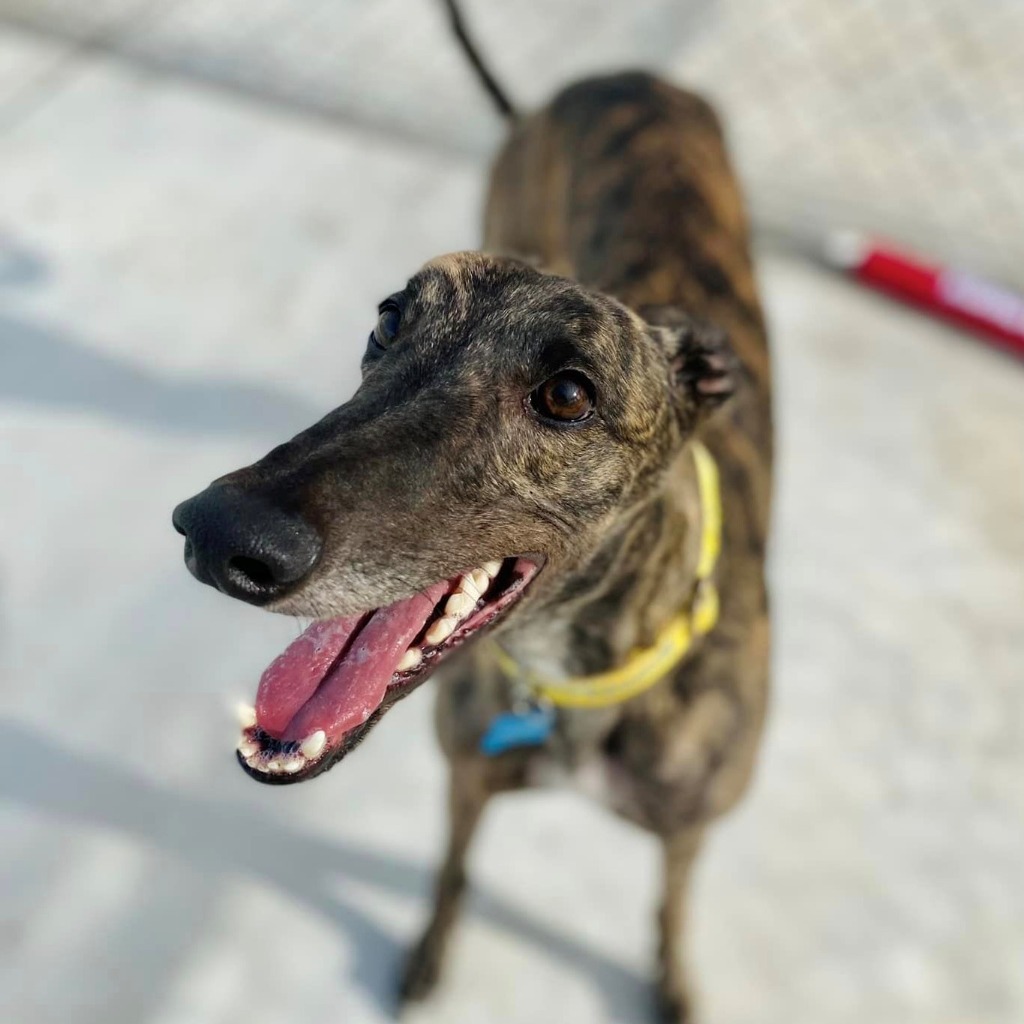 Aarani Rimmer Aarani β’ Greyhound Rescue
