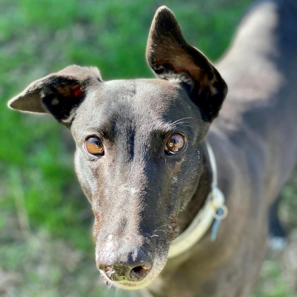 Greyhound Adoption Sydney • Greyhound Rescue