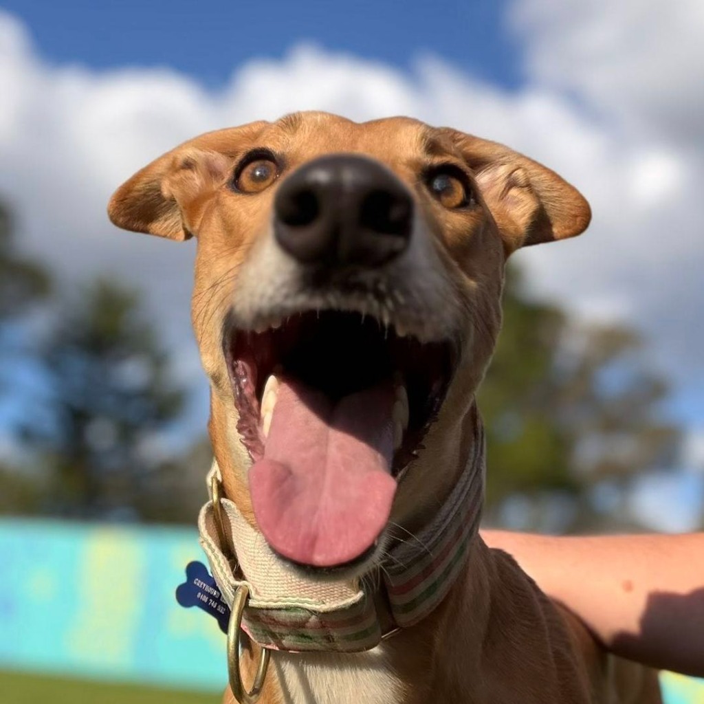 Help a hound
