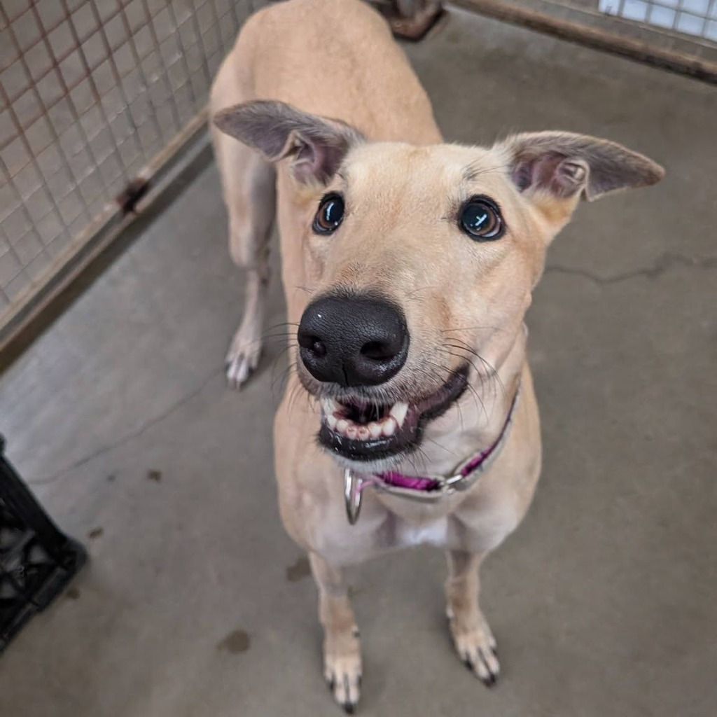 Honey (Prev. Gooseberry) • Greyhound Rescue