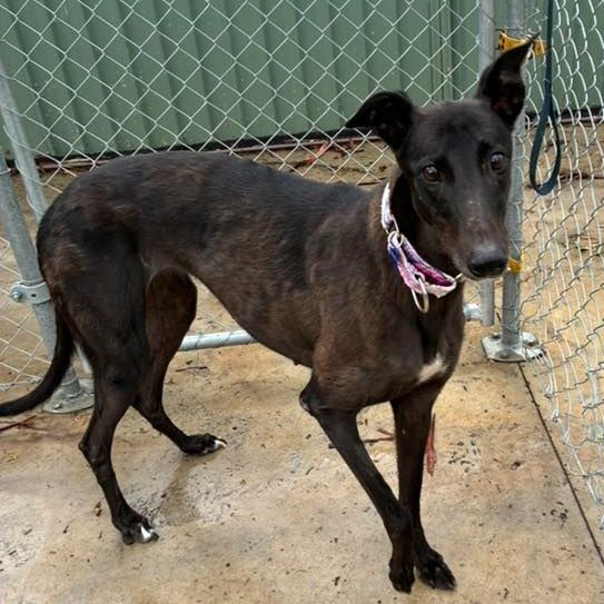 Beetlejuice • Greyhound Rescue